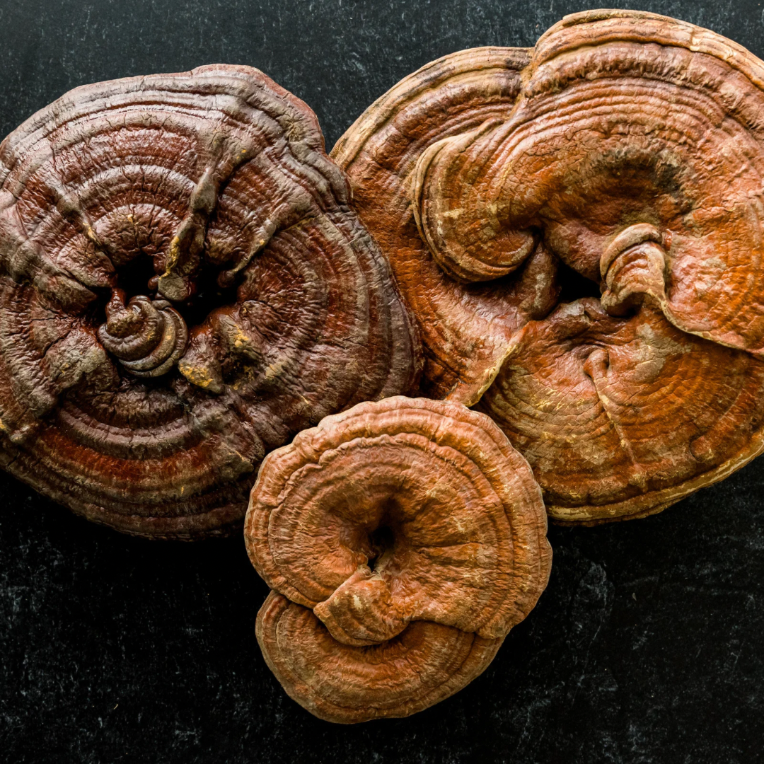 Reishi Extract - Oil soluble