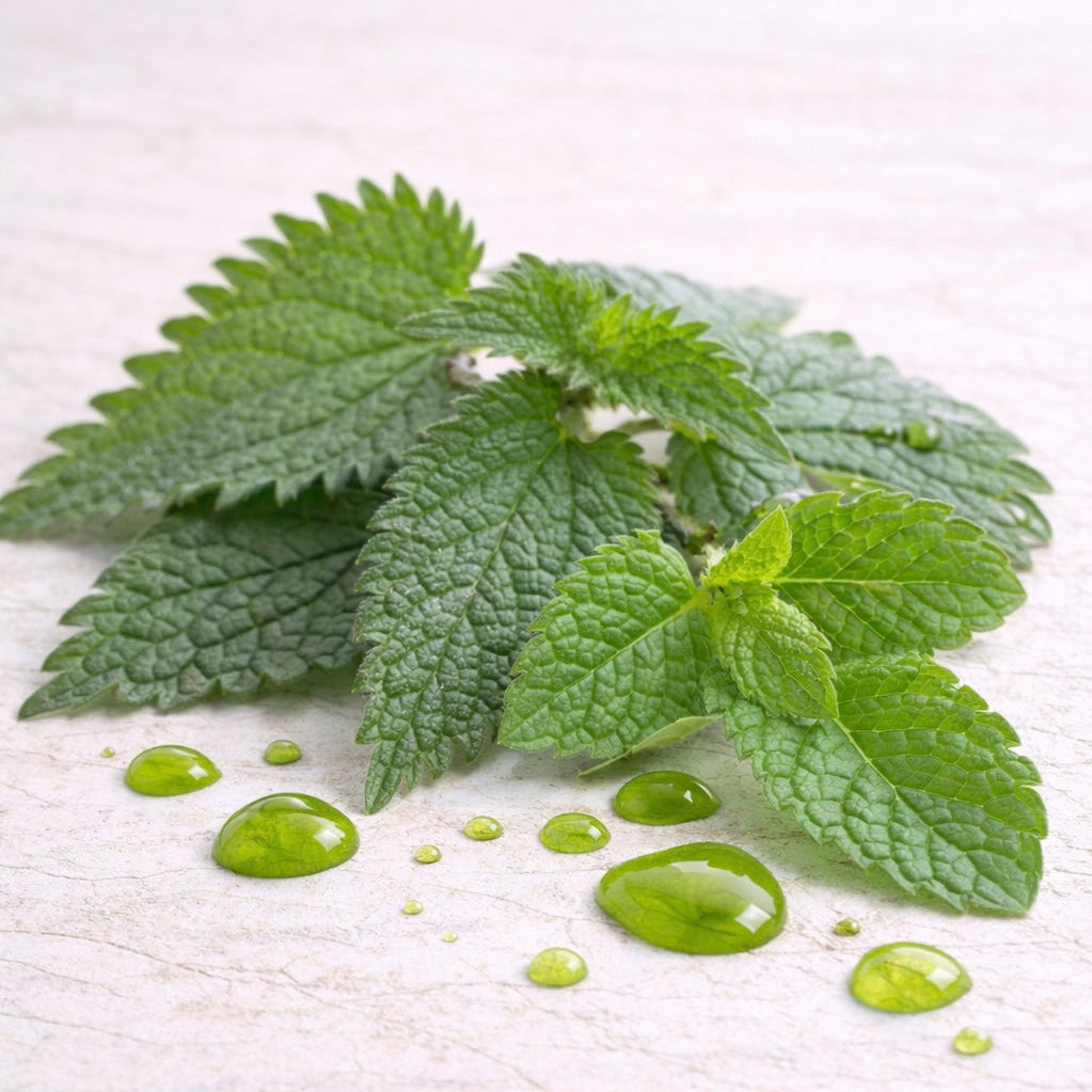 Nettle and mint extract
incicellar
chlorophyll
green pigment
nettle
mint