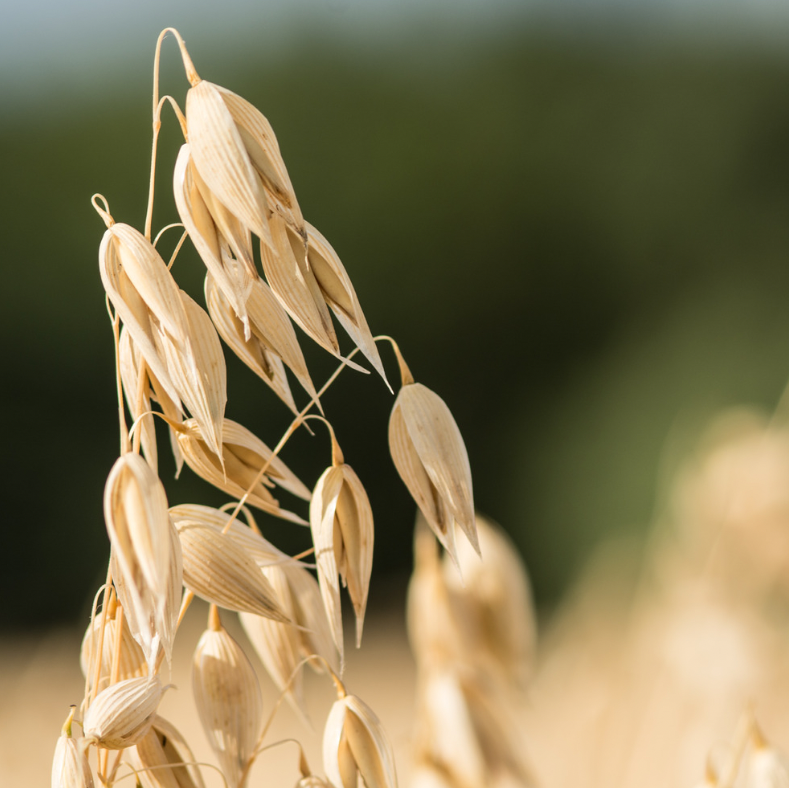 Fermented Oat Extract