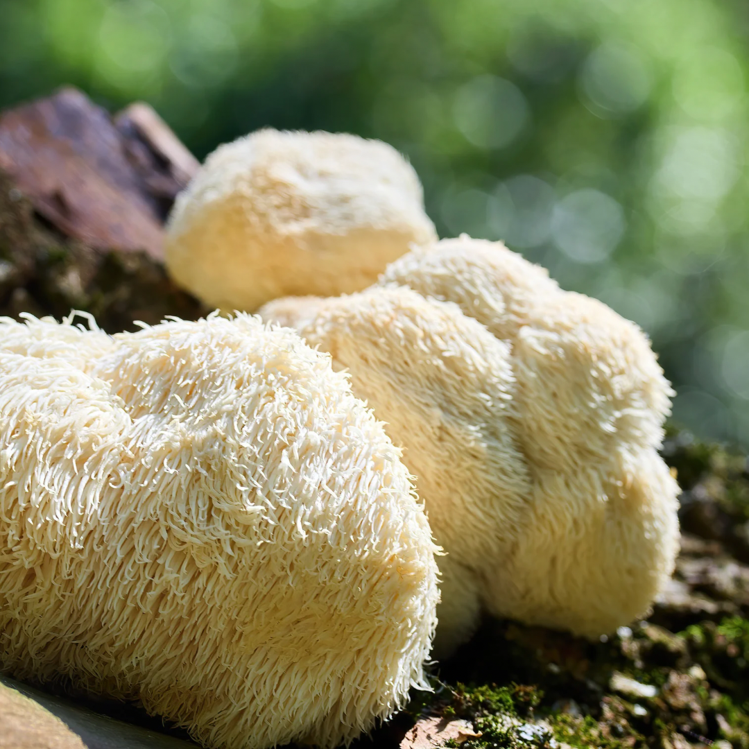 Lion's Mane Extract- Oil Soluble