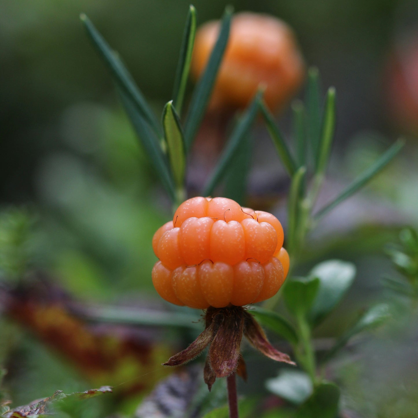 Cloudberry Extract - Oil Soluble