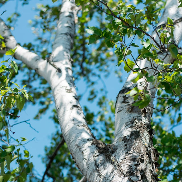 Birch Sap