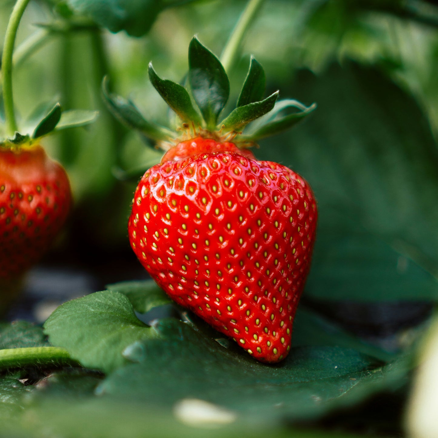 Strawberry Extract Oil Soluble