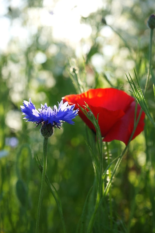 Why UK Sourced Ingredients Matter