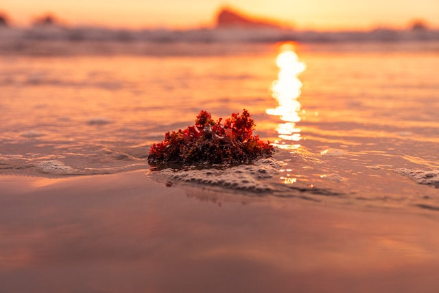 Harnessing the Ocean's Bounty: Sea-Inspired Ingredients for Innovative Skincare