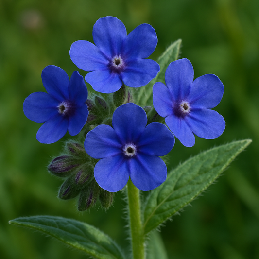 Alkanet Root Red Pigment Oil Soluble