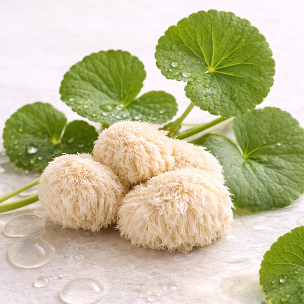 Lions mane mushroom extract
gotu kola 
centella
incicellar