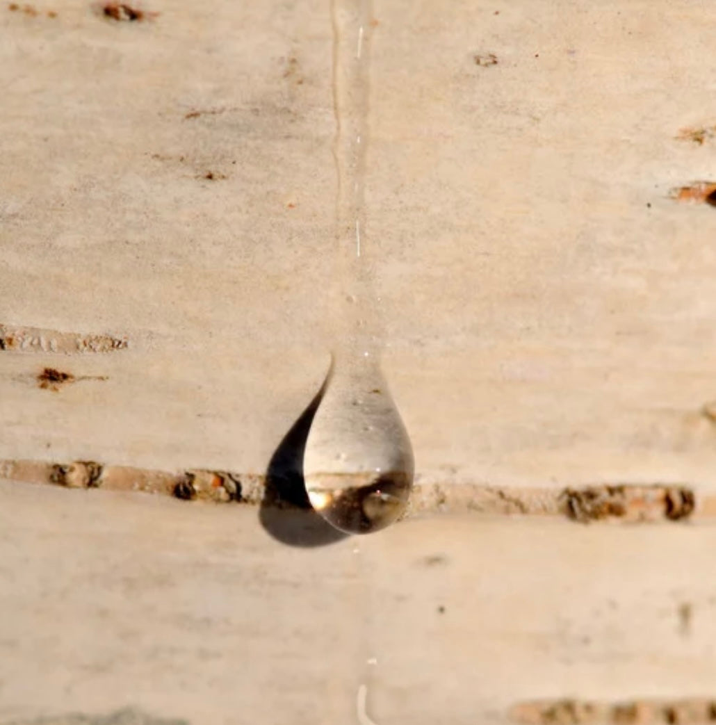 Birch Sap