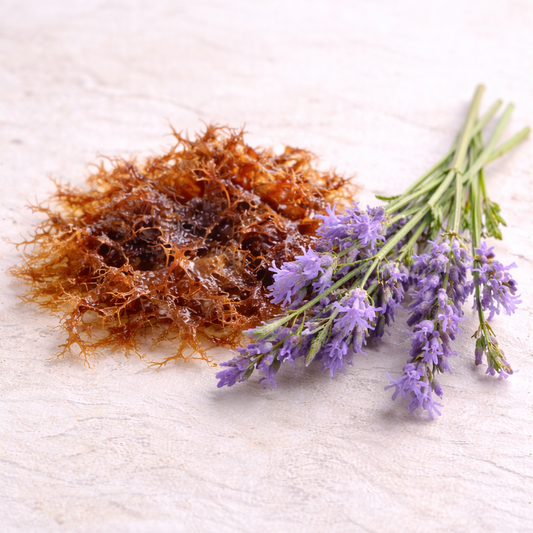 Irish Sea moss & Sea Lavender Extract
incicellar 
Irish Sea moss 
sea lavender