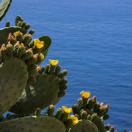 Cactus Water