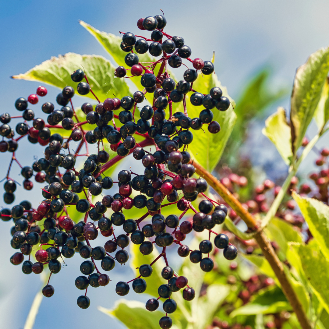 Organic Elderberry Seed Oil