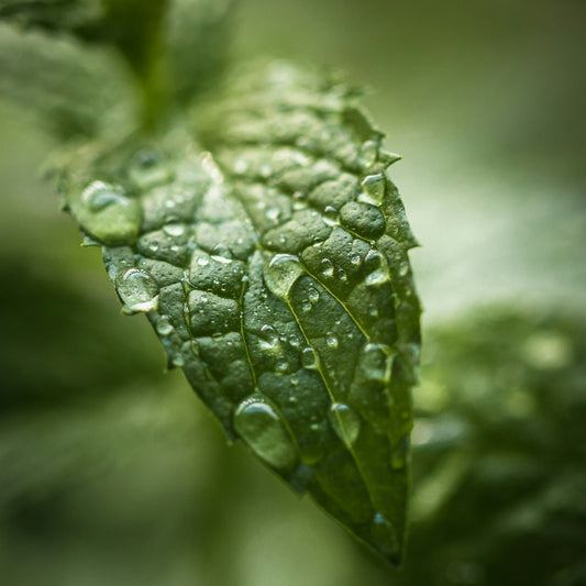 Peppermint Water (Hydrolat)