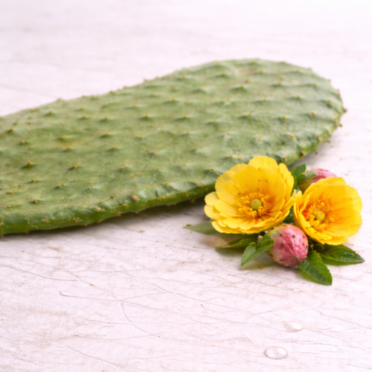 prickly pear flower water extract 
prickly pear 
cactus 
cactus water
incicellar
hydrosol 
prickly pear flower