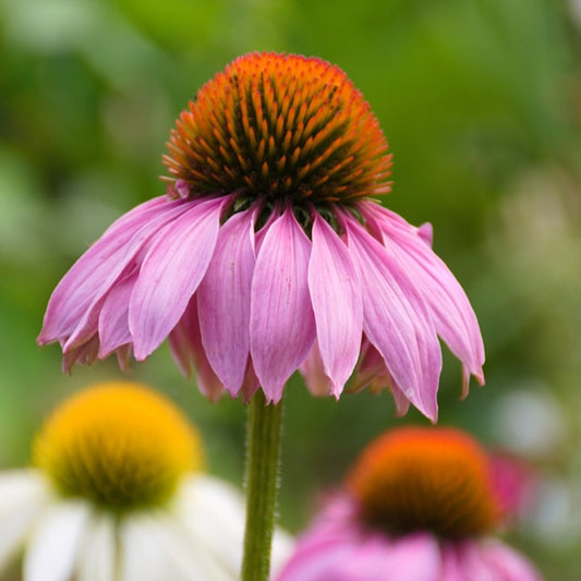 Echinacea Extract Oil Soluble