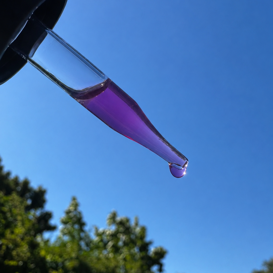 Viola Tricolour Flower Extract Water Soluble